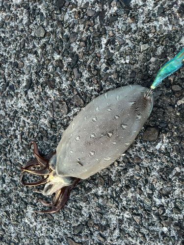 コウイカの釣果