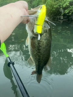 ラージマウスバスの釣果