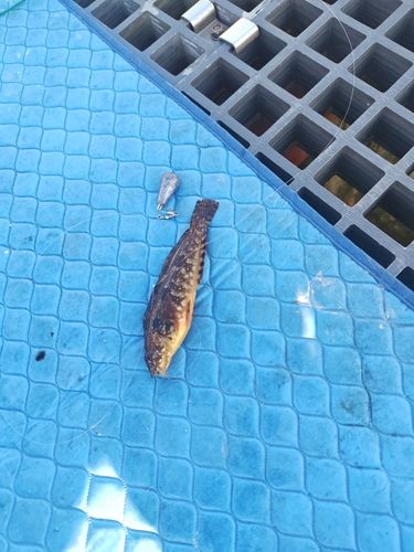 クジメの釣果