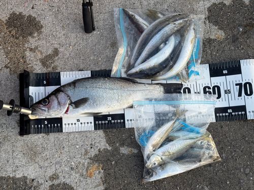 ヒラスズキの釣果