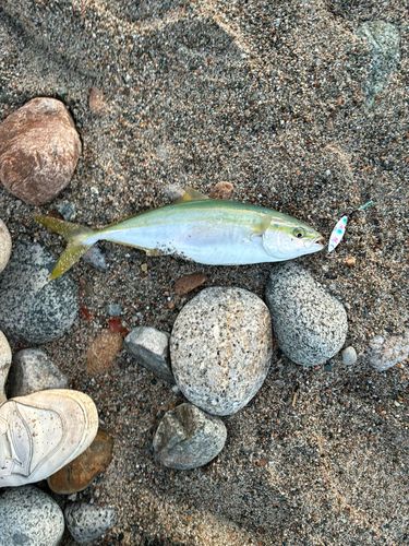 フクラギの釣果