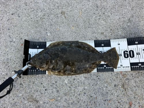 ヒラメの釣果