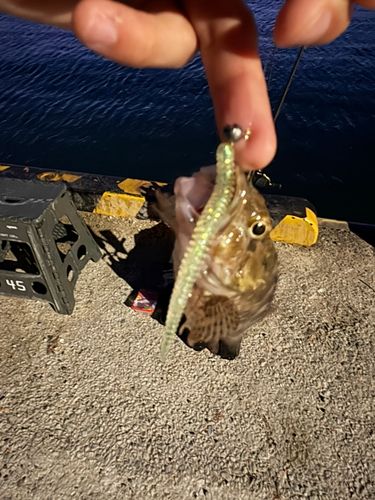 アラカブの釣果