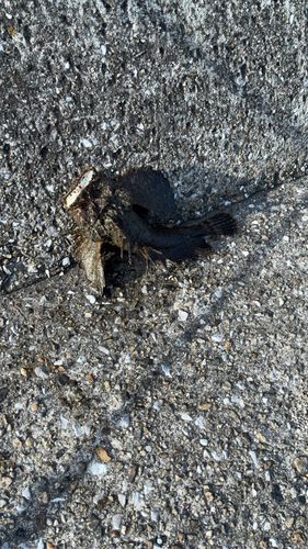 オニオコゼの釣果