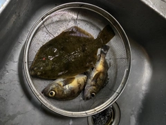 マコガレイの釣果