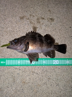 メバルの釣果