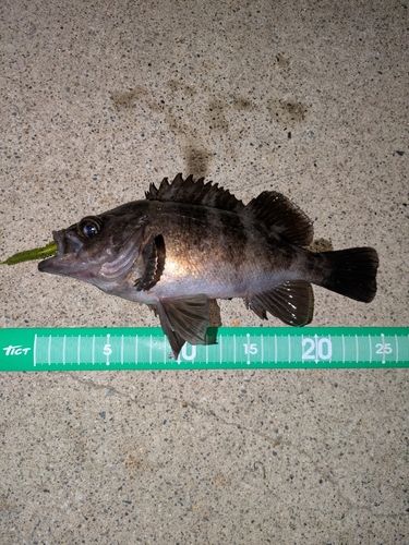 メバルの釣果