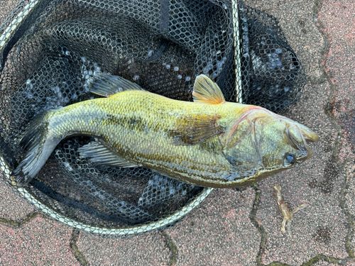 ラージマウスバスの釣果