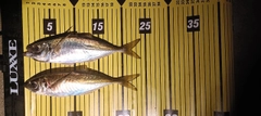 マアジの釣果
