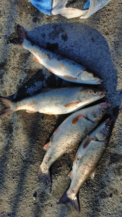 ウグイの釣果