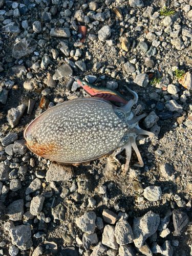 シリヤケイカの釣果