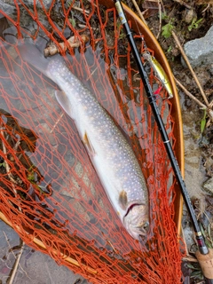 イワナの釣果