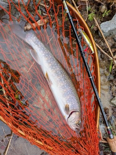 イワナの釣果
