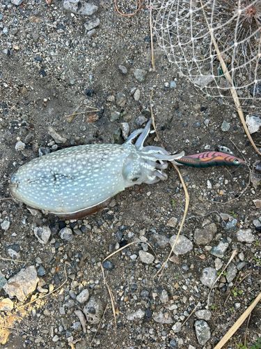 シリヤケイカの釣果