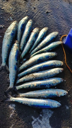 マイワシの釣果