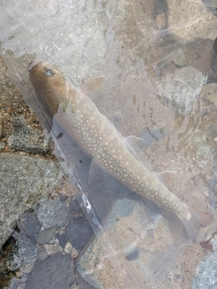 イワナの釣果
