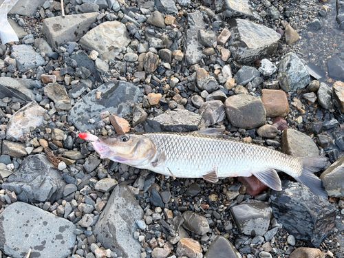 ニゴイの釣果