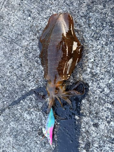 アオリイカの釣果