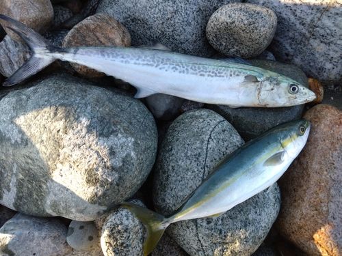 サゴシの釣果