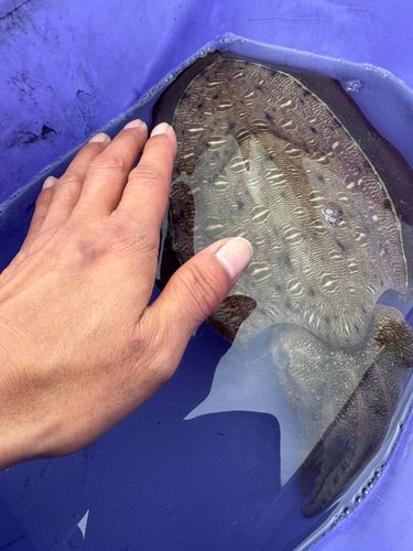 モンゴウイカの釣果