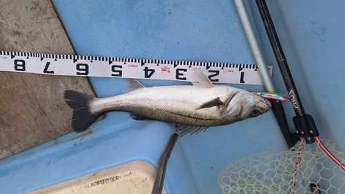 スズキの釣果
