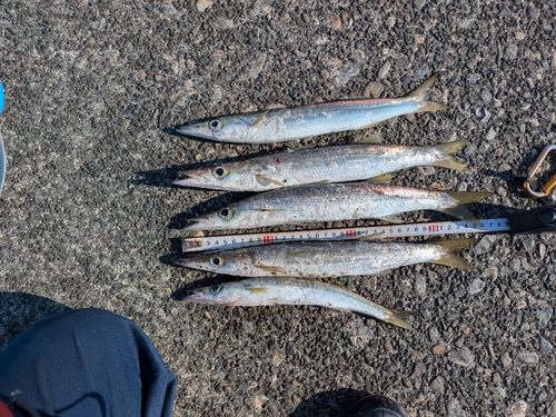 カマスの釣果