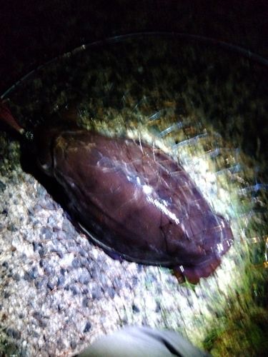 モンゴウイカの釣果