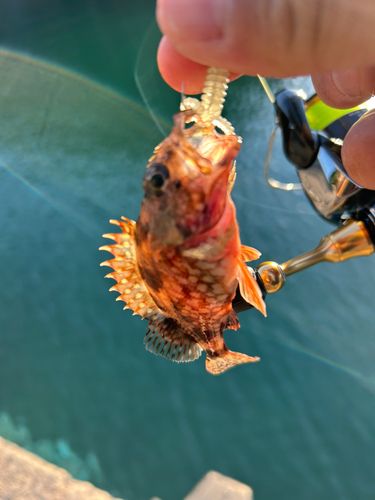 カサゴの釣果