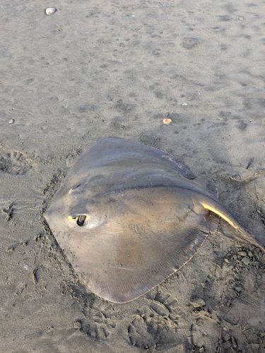 アカエイの釣果