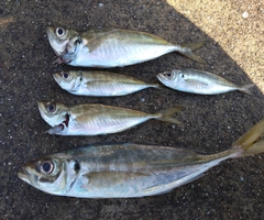 マアジの釣果