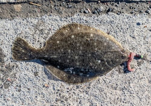 イシガレイの釣果