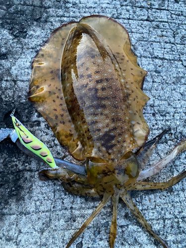 アオリイカの釣果