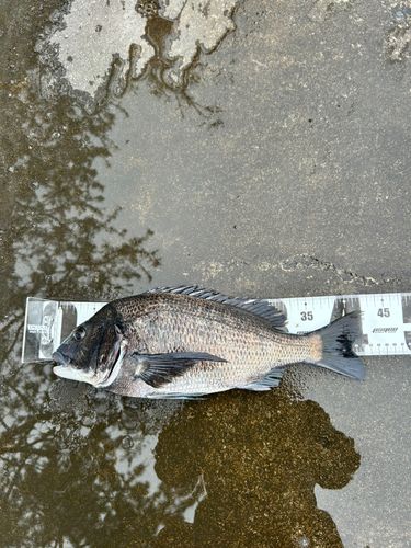 クロダイの釣果