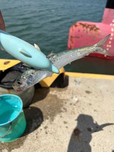 イワシの釣果