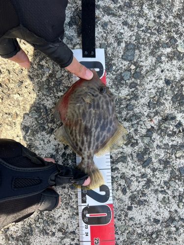 カワハギの釣果
