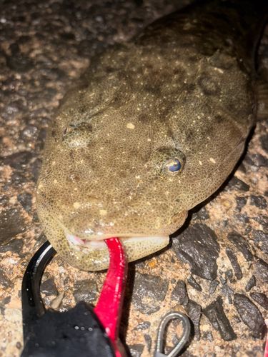 マゴチの釣果