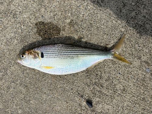クロホシイシモチの釣果