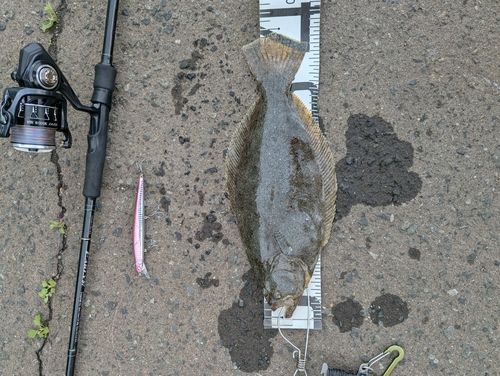 ヒラメの釣果
