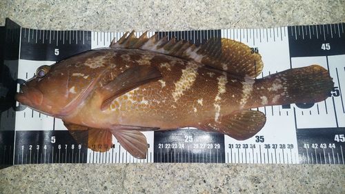 キジハタの釣果
