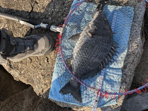 クロダイの釣果