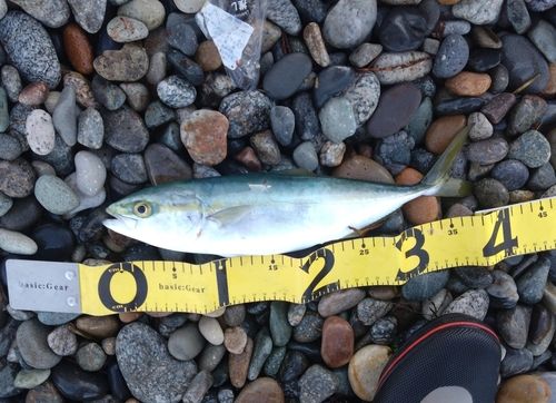 ツバイソの釣果