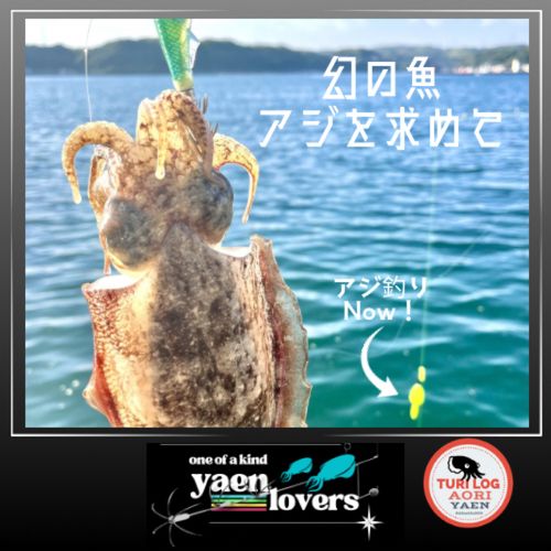 コウイカの釣果