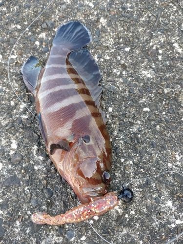ヤミハタの釣果