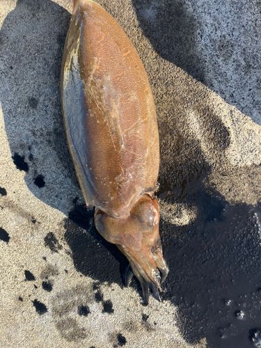モンゴウイカの釣果