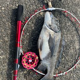 Anmiki さんの 2026年05月05日のクロダイの釣り・釣果情報(愛知県
