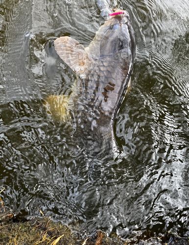 コイの釣果