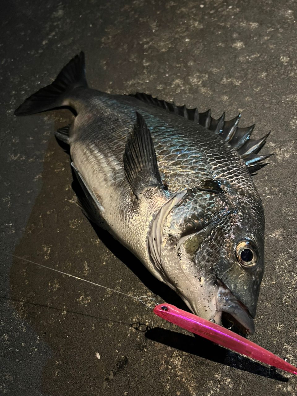 釣り人アングラー アングラー485083 さんの 2026年05月04日のクロダイの釣り・釣果情報