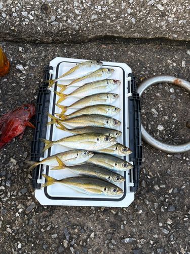 アジの釣果
