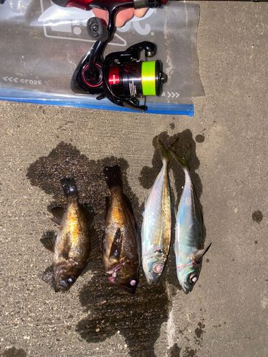 釣果
