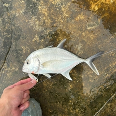 ロウニンアジの釣果